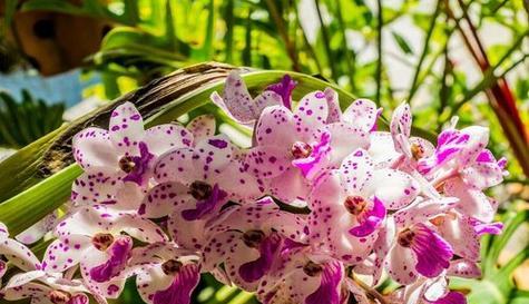 友谊长存——以向日葵的花语为主题的文章（向日葵的花语）