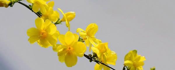 花语之遇见——以康乃馨为主题的花语解读（康乃馨花语的真正含义和象征意义）