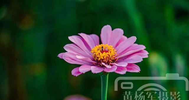 花语之遇见——以康乃馨为主题的花语解读（康乃馨花语的真正含义和象征意义）