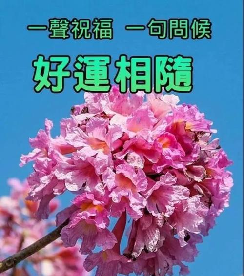 以康乃馨的花语为主题的文章（早日康复）