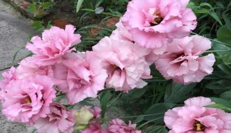 用百合花诠释真诚的心（传递真挚情感）