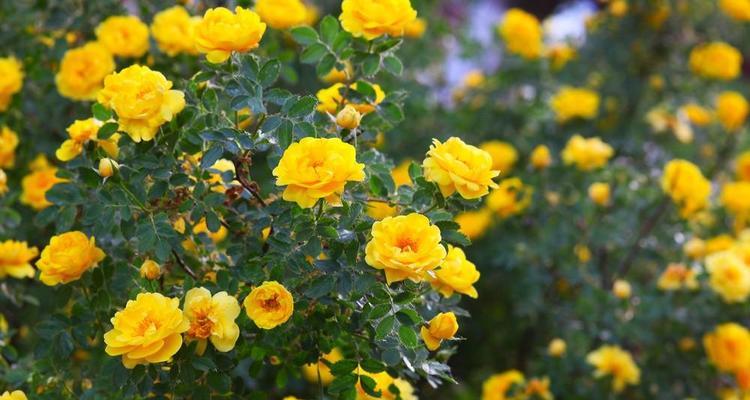 以百合花为主题的挚友花语（传递友谊之意）