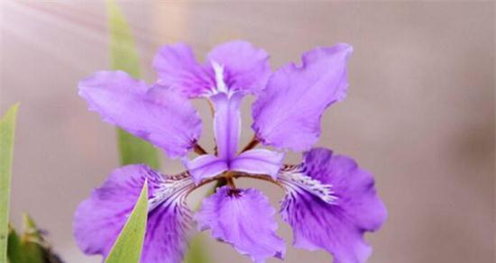 深情款款，专一之花——玫瑰的花语（呈现爱的表白）
