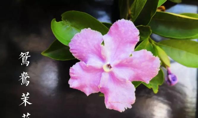 自由之花——向日葵的花语（追逐光明的魂灵）