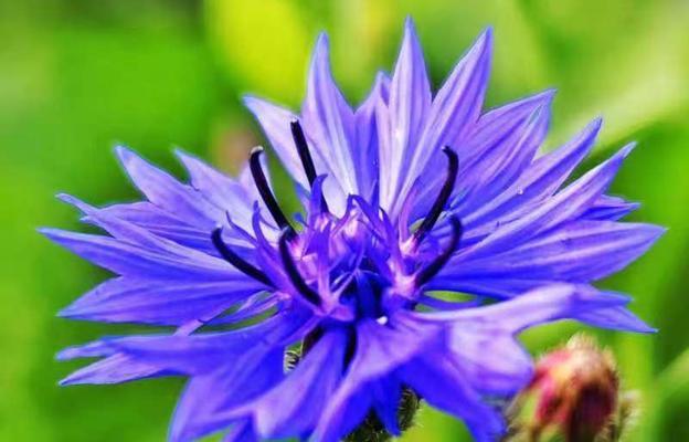 矢车菊花语与寓意（揭示矢车菊的花语和深层寓意）