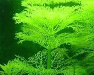 水草开花，自然之美绽放（水草开花的寓意与意义）