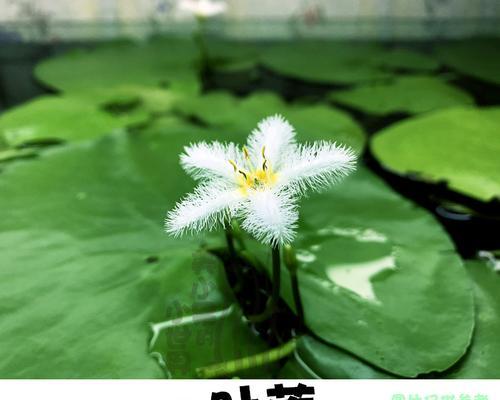 水草开花，自然之美绽放（水草开花的寓意与意义）