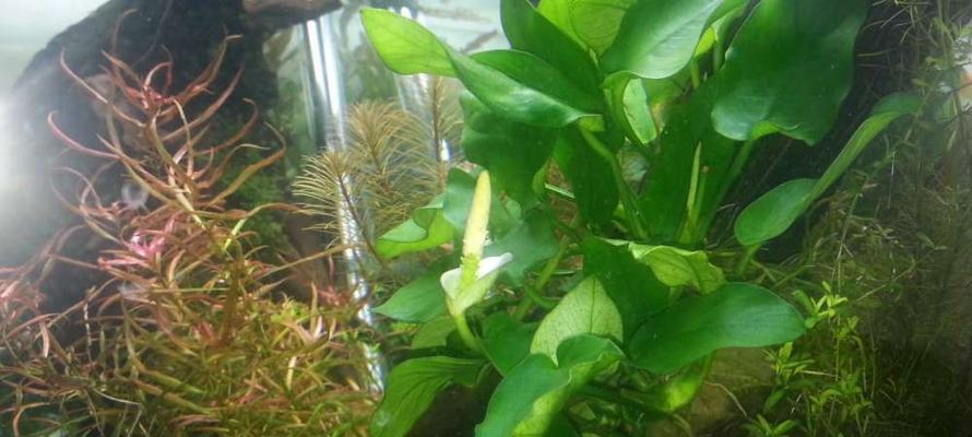 以水草开花，预示着什么（水草开花的美妙奇迹和隐含的象征意义）