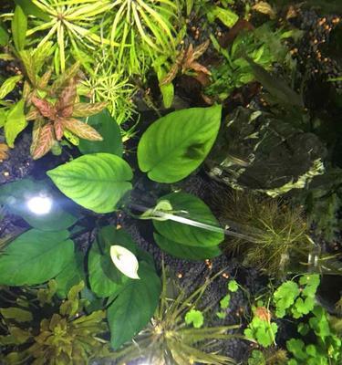 以水草开花，预示着什么（水草开花的美妙奇迹和隐含的象征意义）