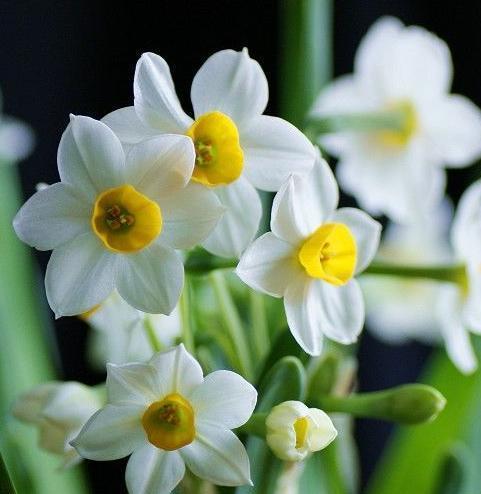 水仙花的花语及代表意义（探寻水仙花背后的美丽寓意）