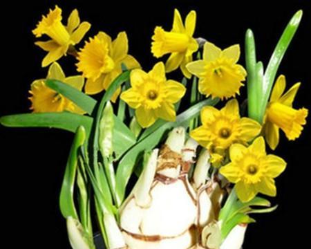水仙花——花开寓意的美丽之源（以水仙花语解读花的象征意义）