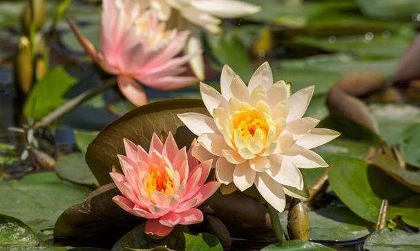 睡莲花的花语和象征意义解读（探寻睡莲花的隐含寓意）