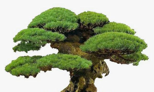 松柏象征着什么意义（探究松柏在文化中的象征意义与传承）