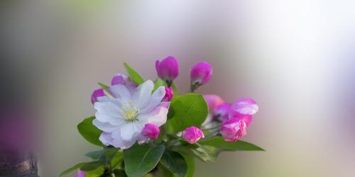 十二生肖中的桃花代表什么（探讨桃花在十二生肖中的象征意义）