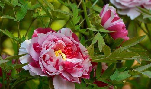 十二生肖中的桃花代表什么（探讨桃花在十二生肖中的象征意义）