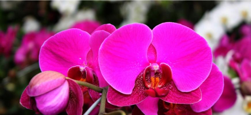 十二生肖中的桃花代表什么（探讨桃花在十二生肖中的象征意义）