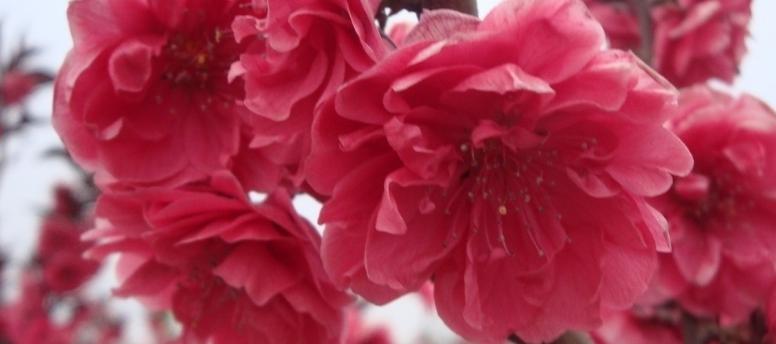 桃花的花语与寓意（桃花花语传递的浪漫与美好）