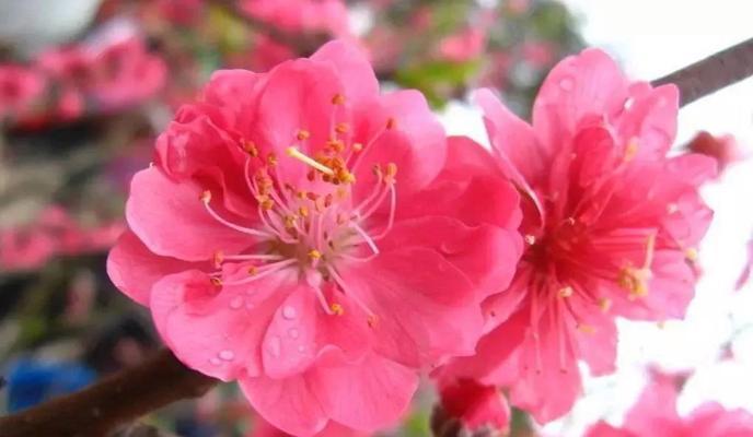 桃花的花语与寓意（桃花花语传递的浪漫与美好）