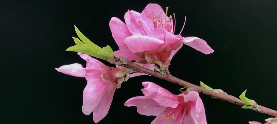 桃花的花语与寓意（桃花花语传递的浪漫与美好）