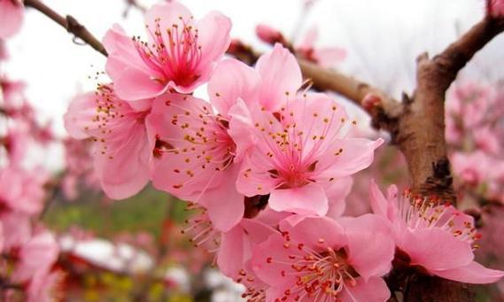桃花花语与寓意（桃花的花语与寓意以及它们在生活中的体现）