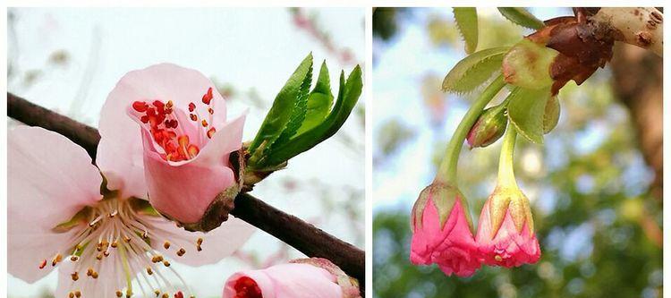桃花花语与寓意（桃花的花语与寓意以及它们在生活中的体现）