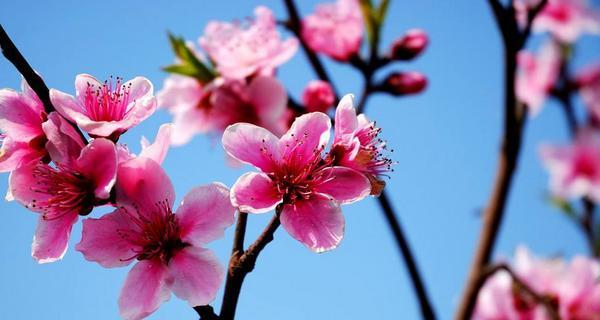 桃花花语与寓意（桃花的花语与寓意以及它们在生活中的体现）