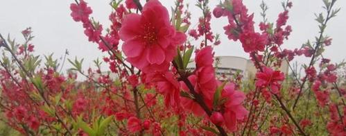 桃花的象征意义与寓意（桃花的美丽与纯洁）