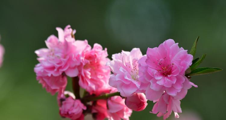 桃花的象征意义与寓意（桃花的美丽与纯洁）