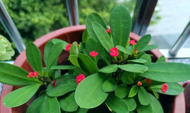 铁海棠花语和寓意（鲜花中的力量）
