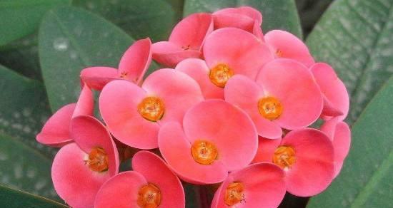 铁海棠花语和寓意（鲜花中的力量）