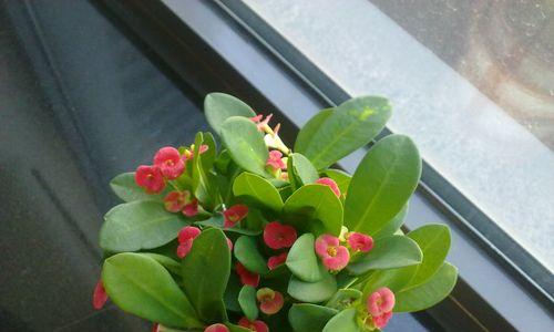 铁海棠花语和寓意（鲜花中的力量）