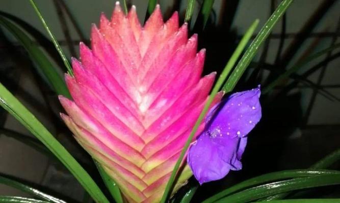 铁兰开花的神奇寓意与象征（以铁兰开花熠熠生辉｜）