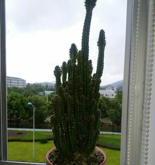 万重山开花（仙境之花绽放山间）