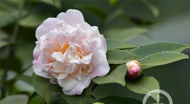 威海的市花——海棠花的美丽与意义（威海市花海棠花的种类与特点）