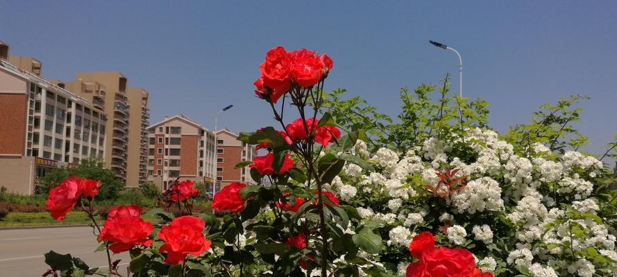 威海的市花——海棠花的美丽与意义（威海市花海棠花的种类与特点）