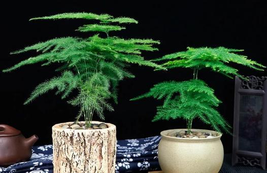 文竹的象征与精神（探寻文竹的深层意义及其启示）