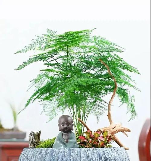 文竹的象征与精神（探寻文竹的深层意义及其启示）