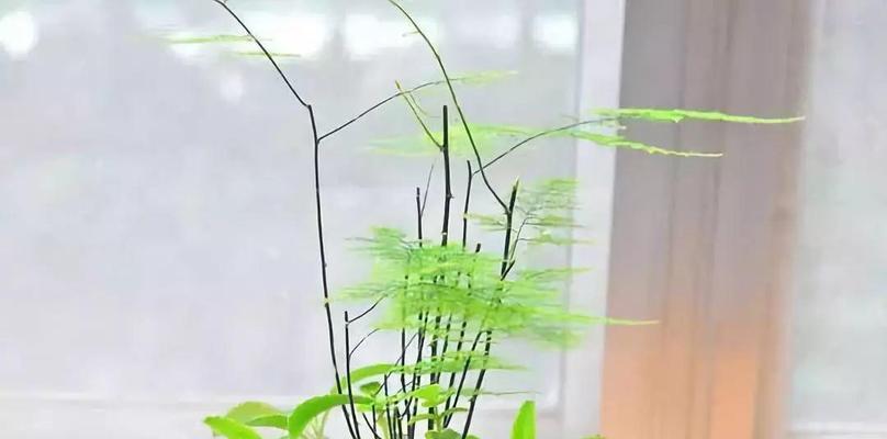 文竹的象征与精神（探寻文竹的深层意义及其启示）