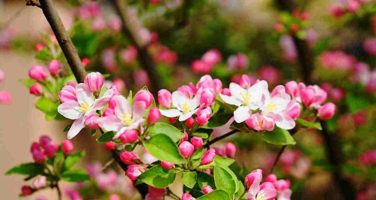 以西府海棠的花语与寓意（探寻以西府海棠的内涵与情感）