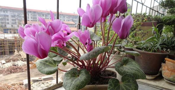 以仙客来的花语（探索仙客来花语的意义）