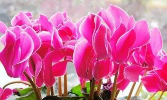 以仙客来花语与寓意（探索花卉背后的深意）