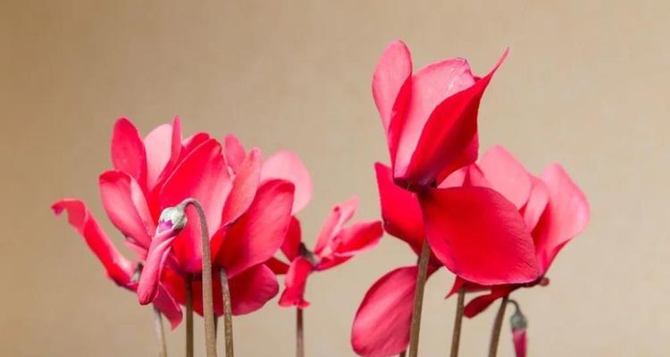 以仙客来花语与寓意（探索花卉背后的深意）