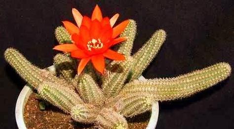 仙人掌花语与寓意（探寻仙人掌的神秘花语和寓意）