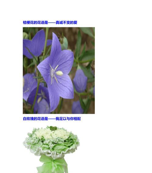 仙人掌之花语（探索仙人掌的花语和隐藏的意义）