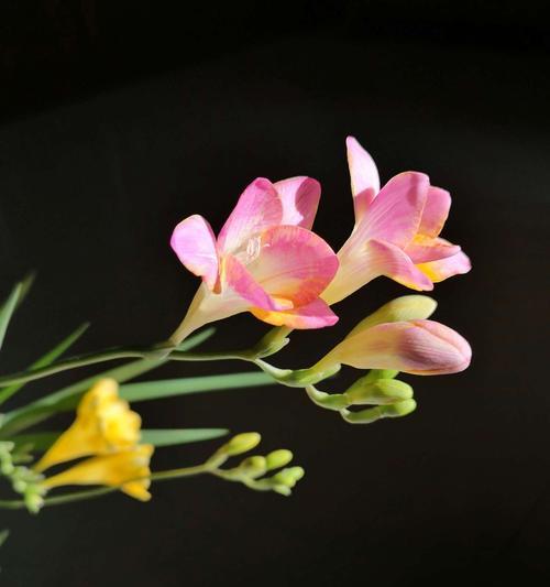小苍兰花语象征与寓意（小苍兰花语言的传递和心灵的寄托）