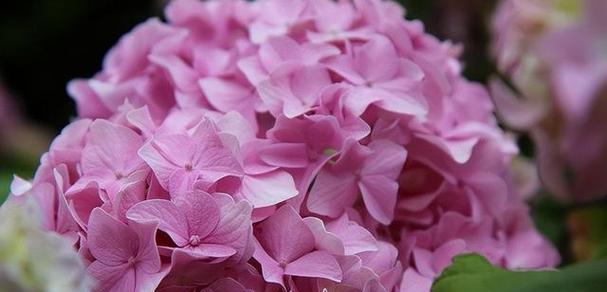 绣球花花语（花开花谢间）