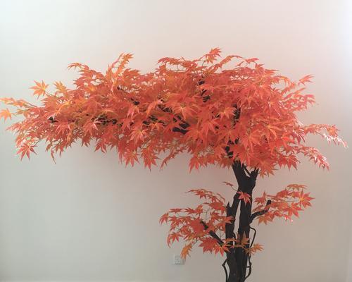 许愿树（揭开许愿树背后的神秘面纱）