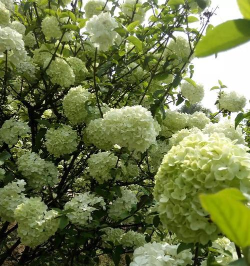 扬州市花琼花的象征与寓意（探寻琼花之美）