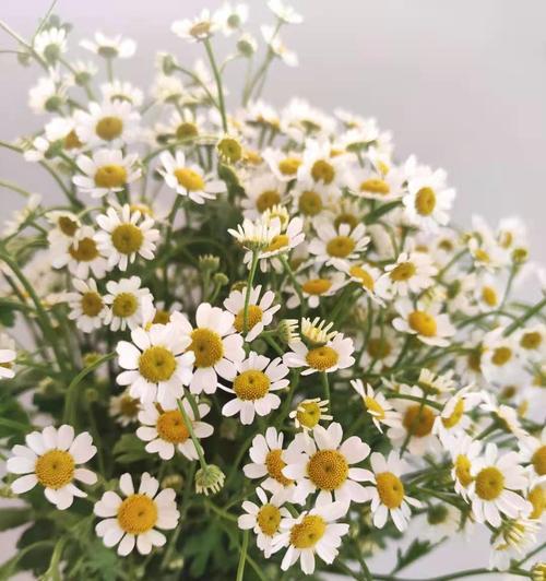 洋甘菊的花语与寓意（洋甘菊的花语与寓意）