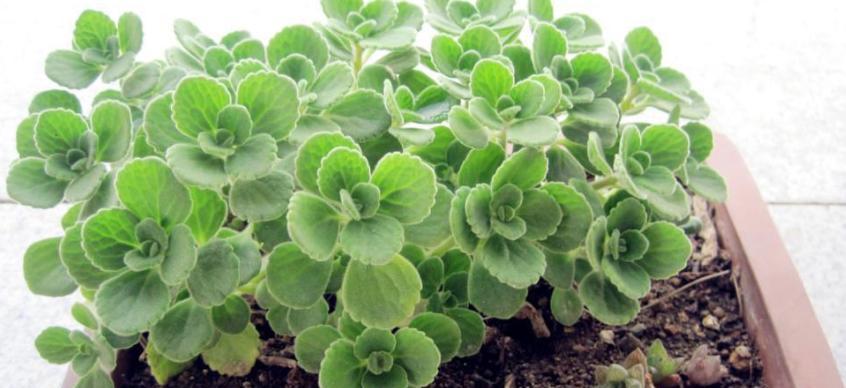 以一抹香开花——寻找生活的美好（用心感受）